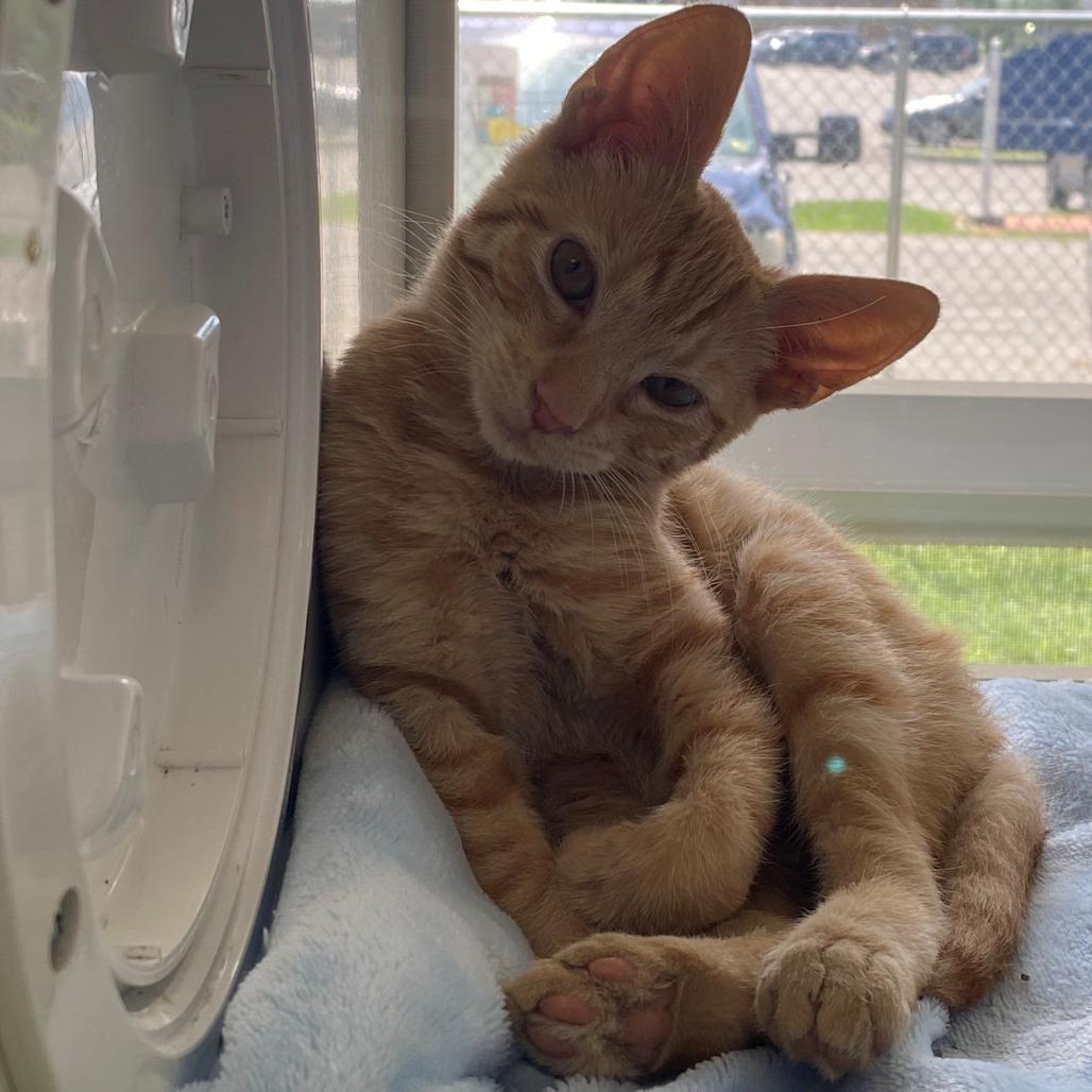 Apollo, a Adoptable Domestic Short Hair in East Hanover, NJ image 3/5
