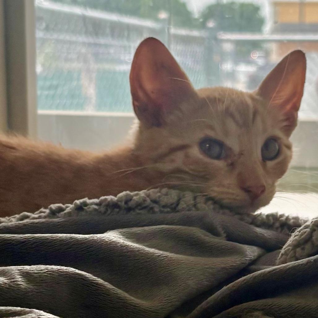 Apollo, a Adoptable Domestic Short Hair in East Hanover, NJ image 4/5