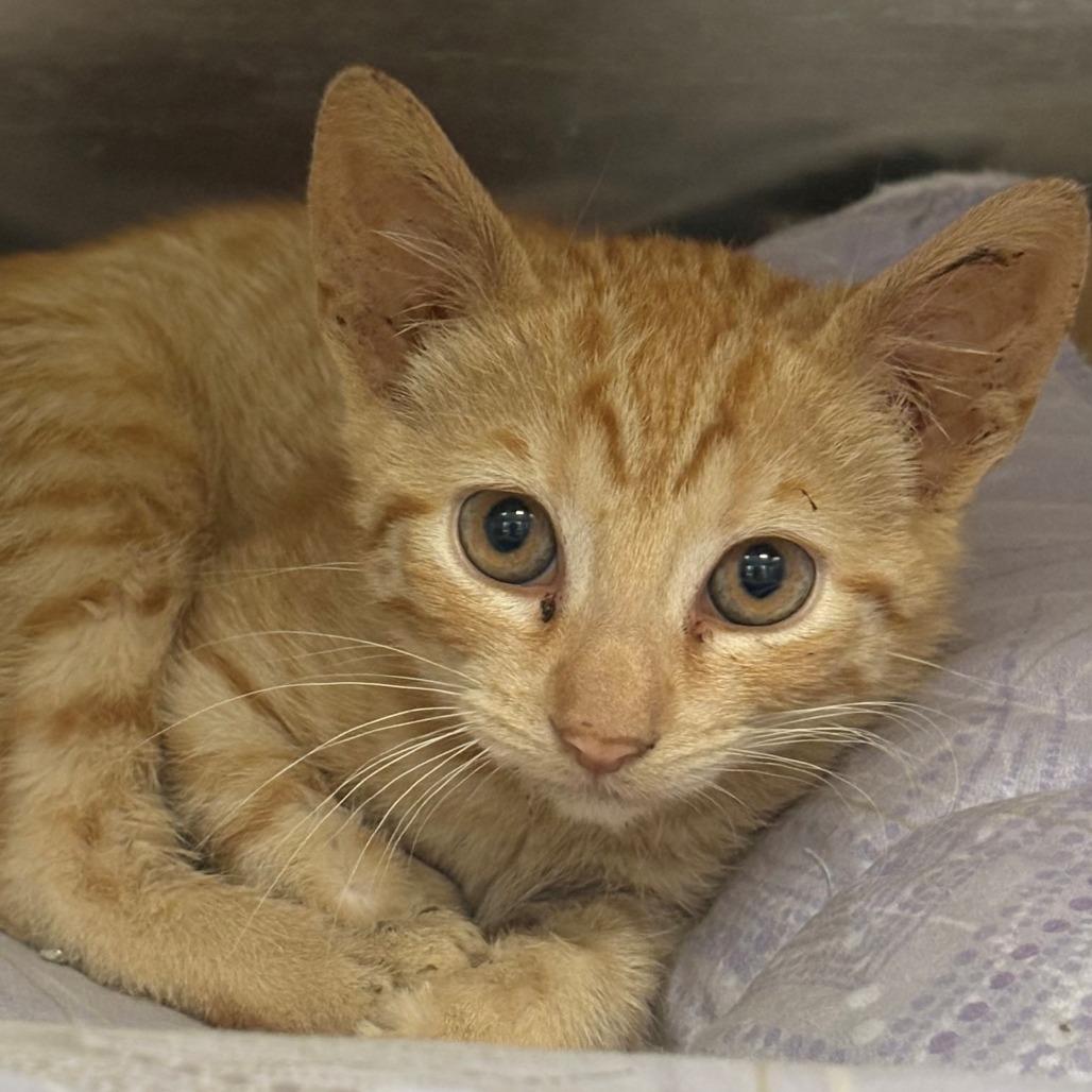 Apollo, a Adoptable Domestic Short Hair in East Hanover, NJ image 5/5
