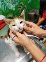 SUNNY, Adopted, Young Female Calico.