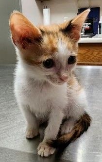 Enlarge SUNNY, a Adopted Calico in Grand Prairie, TX image 3/3