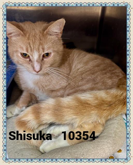 SHISUKA