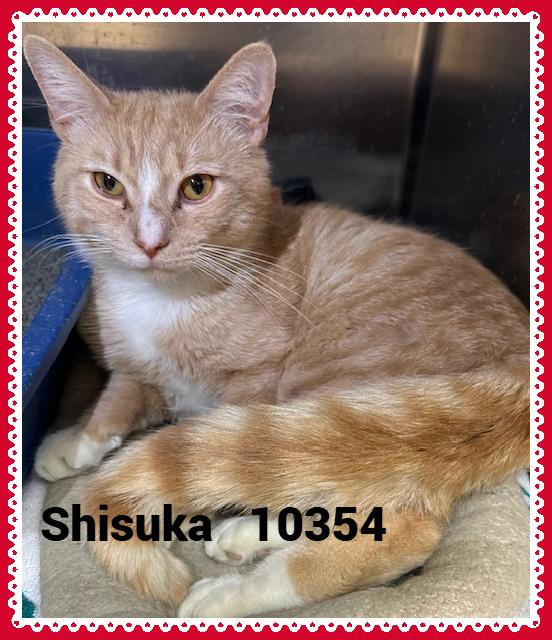 SHISUKA