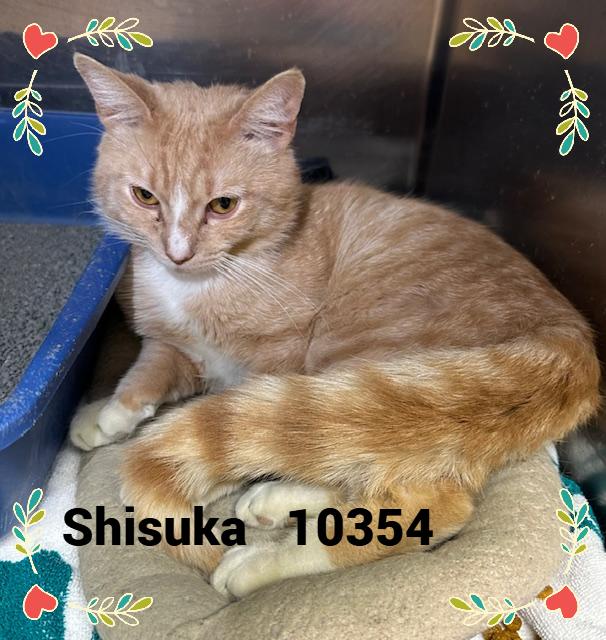 SHISUKA
