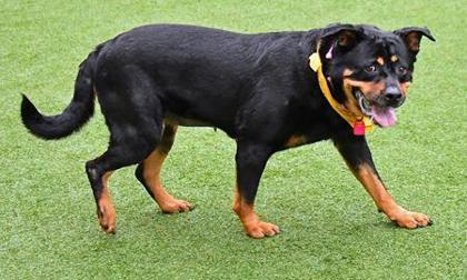 Enlarge Remy, a Adoptable mixed breed in Cleveland, OH image 1/3