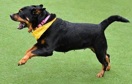 Enlarge Remy, a Adoptable mixed breed in Cleveland, OH image 2/3