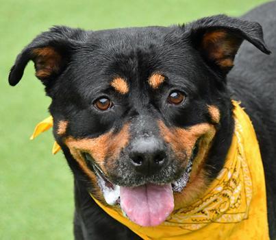 Enlarge Remy, a Adoptable mixed breed in Cleveland, OH image 3/3