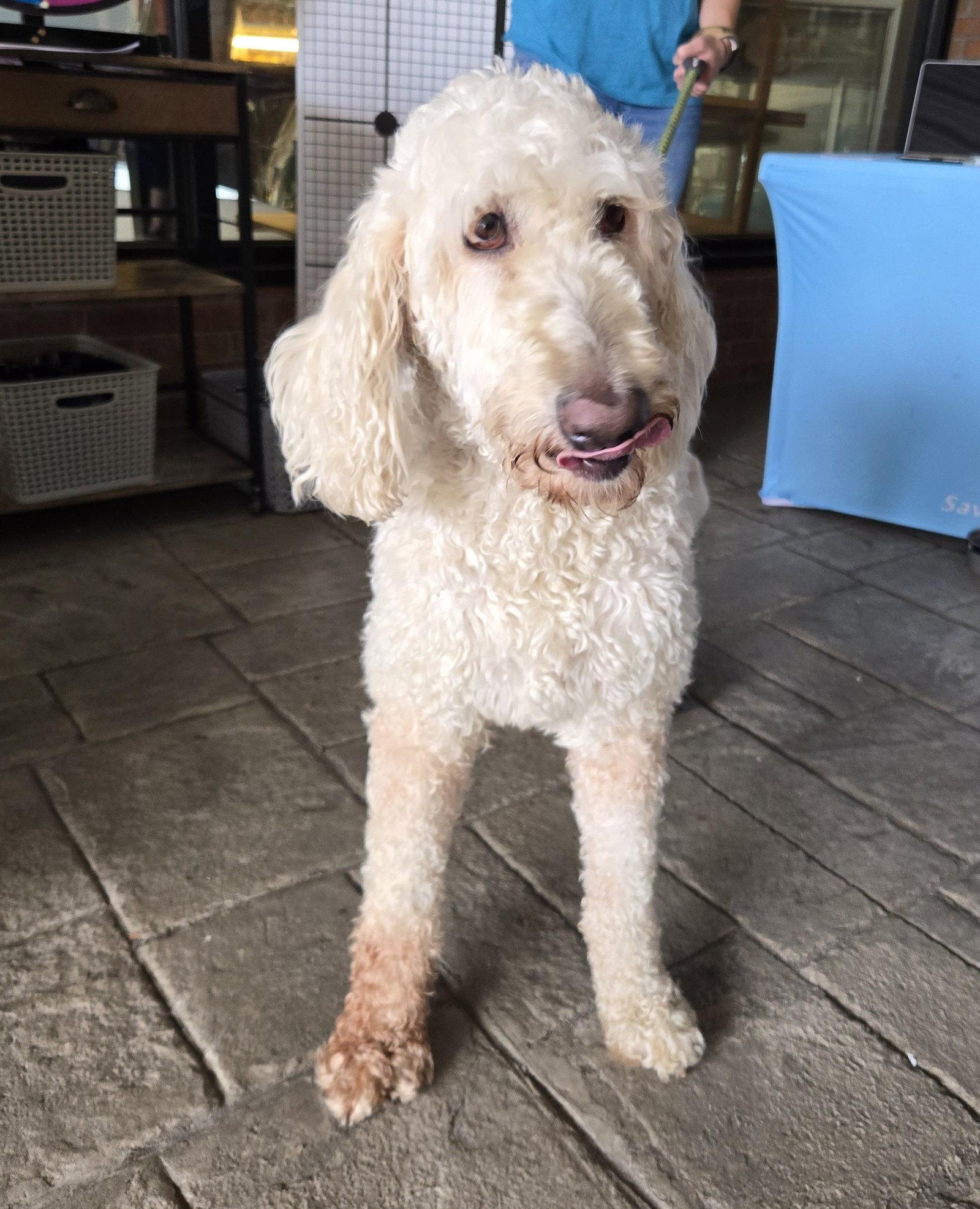 Daisy, Adoptable, Adult Female Poodle.