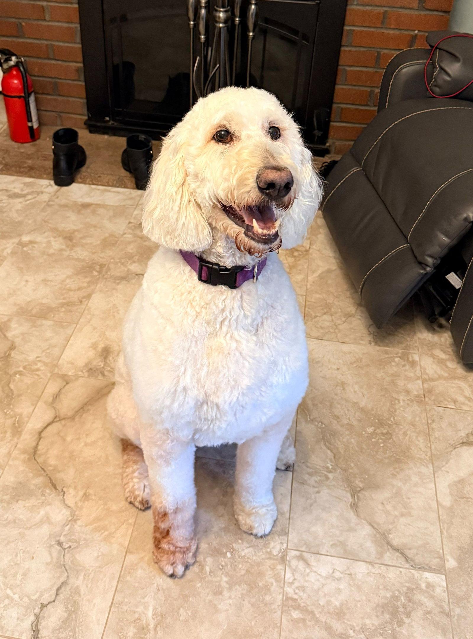 Enlarge Daisy, a Adoptable Poodle in Cliffwood, NJ image 2/3