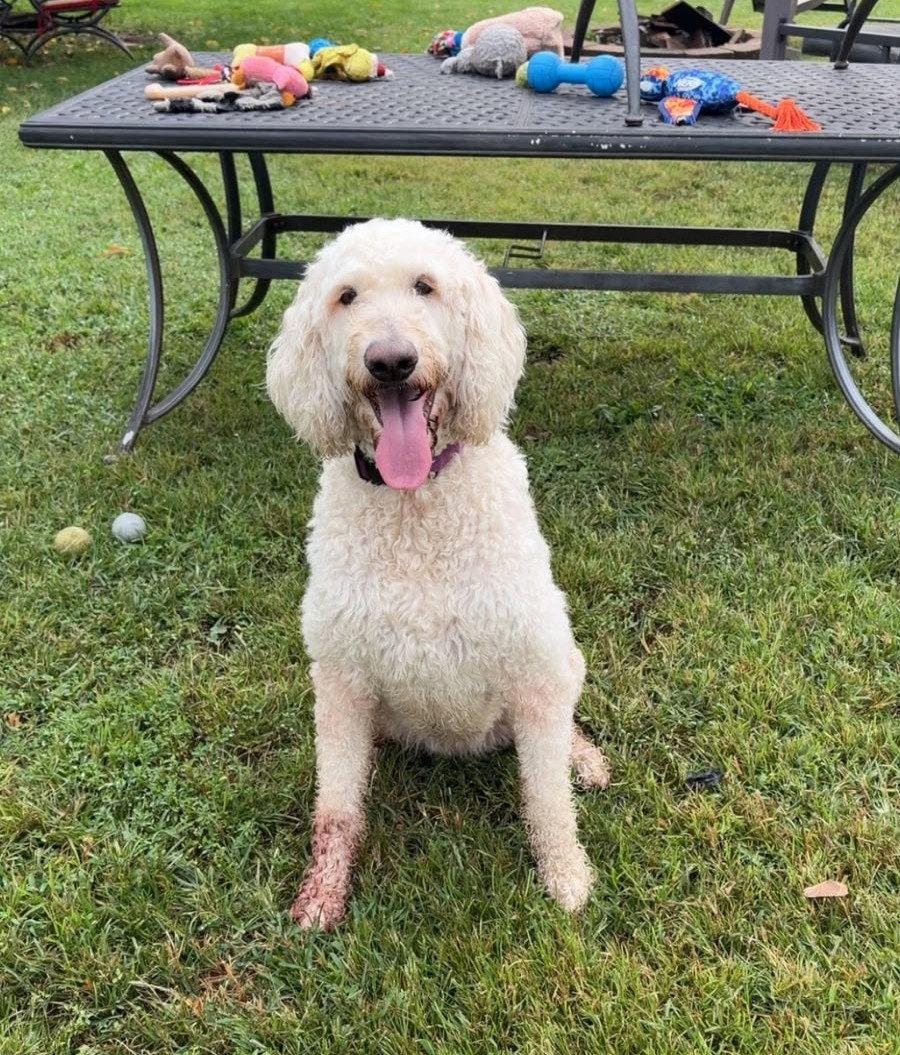 Enlarge Daisy, a Adoptable Poodle in Cliffwood, NJ image 3/3