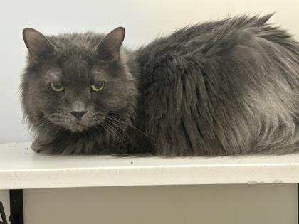 Enlarge Freshida, a Adoptable mixed breed in New Hope, PA image 1/2