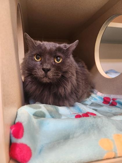 Enlarge Freshida, a Adoptable mixed breed in New Hope, PA image 2/2