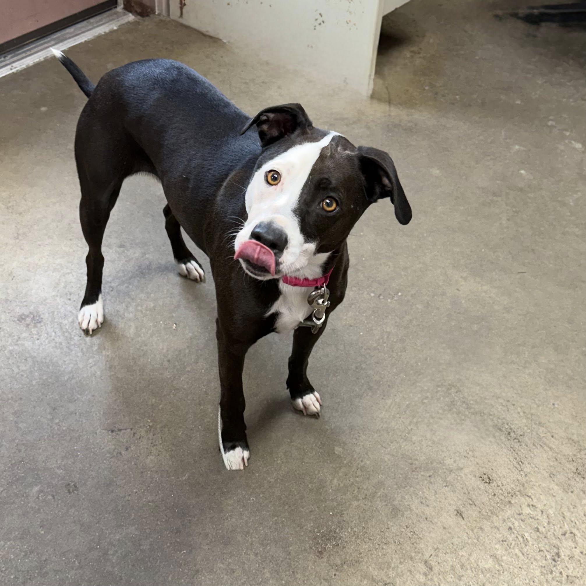 MILLIE, a ADOPTABLE mixed breed in Cadiz, OH image 2/3