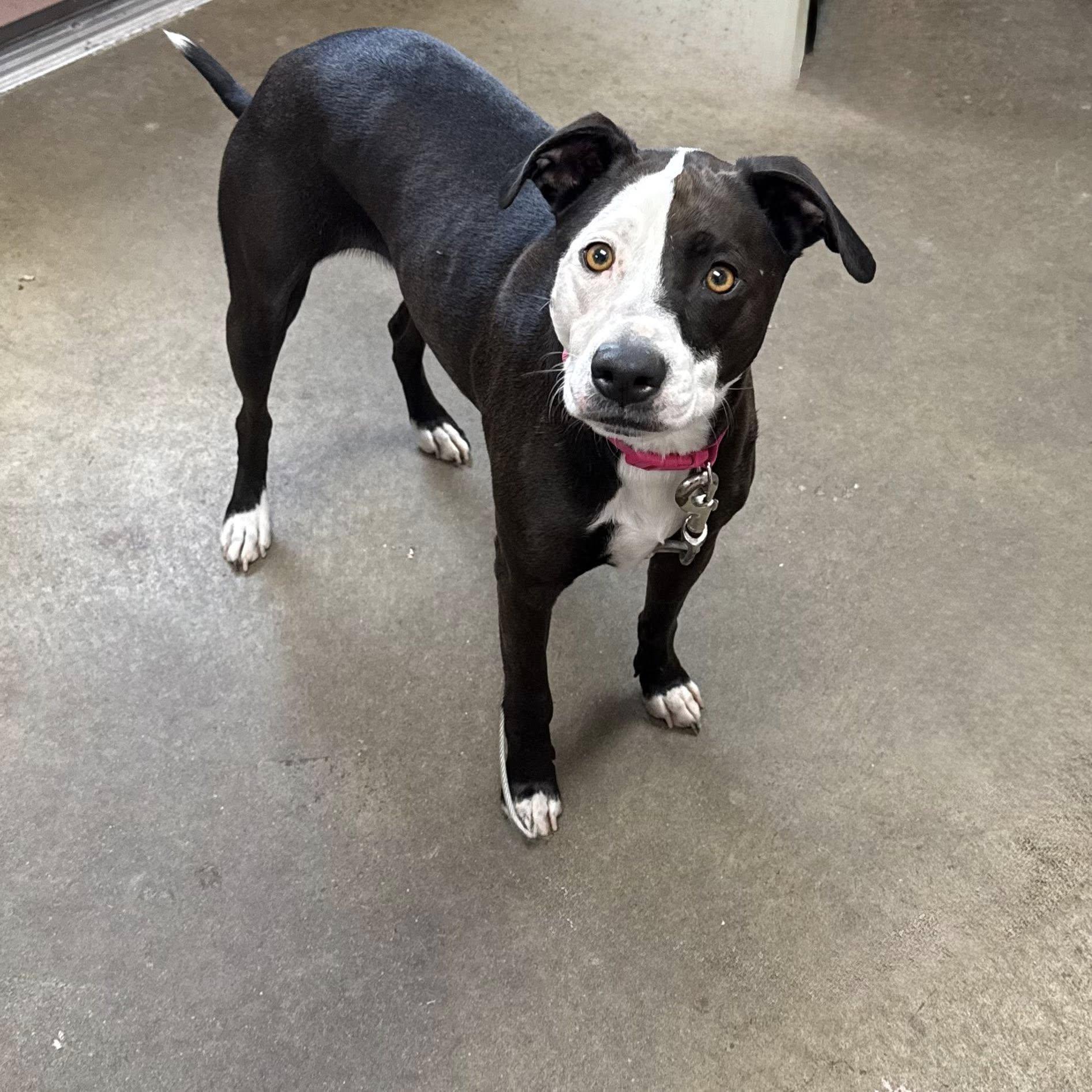 MILLIE, a ADOPTABLE mixed breed in Cadiz, OH image 3/3
