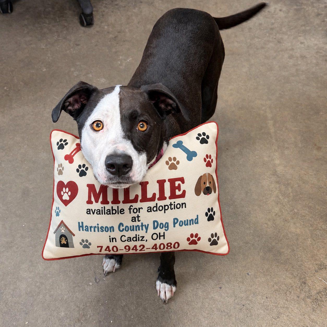 MILLIE, ADOPTABLE, Adult Female American Staffordshire Terrier & Pointer.