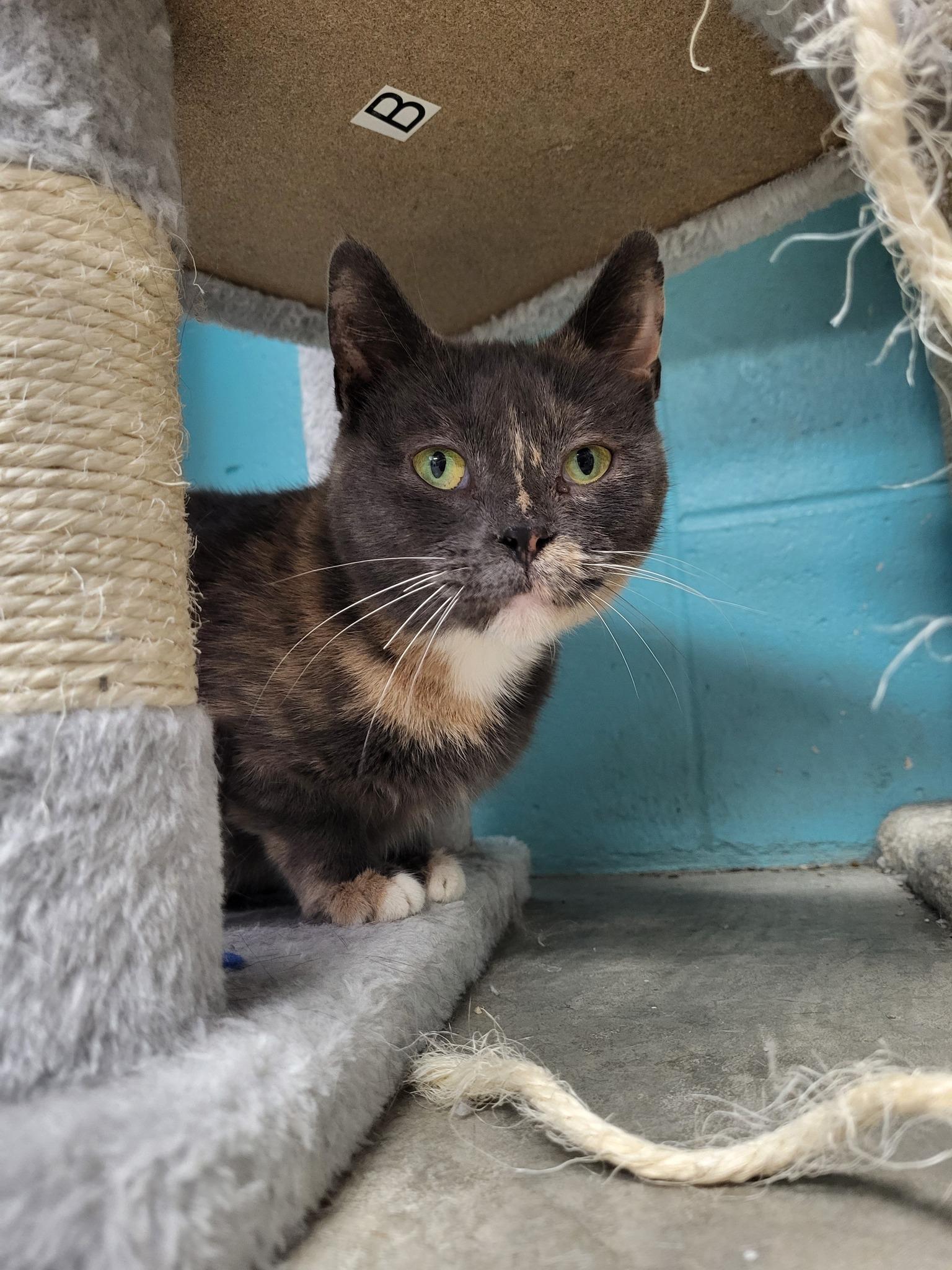 Yaba, Adoptable, Adult Female Domestic Short Hair.