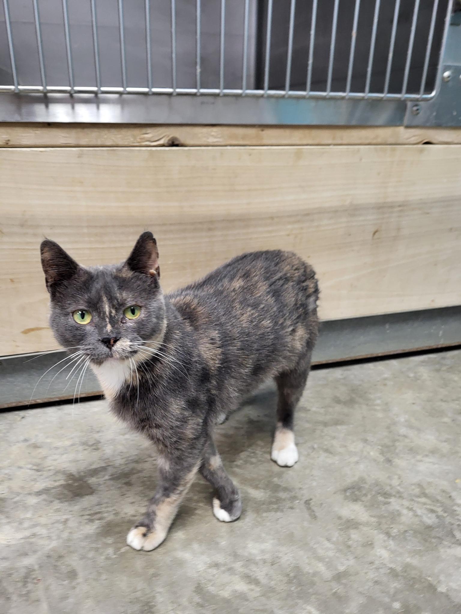 Enlarge Yaba, a Adoptable Domestic Short Hair in Chilton, WI image 2/6