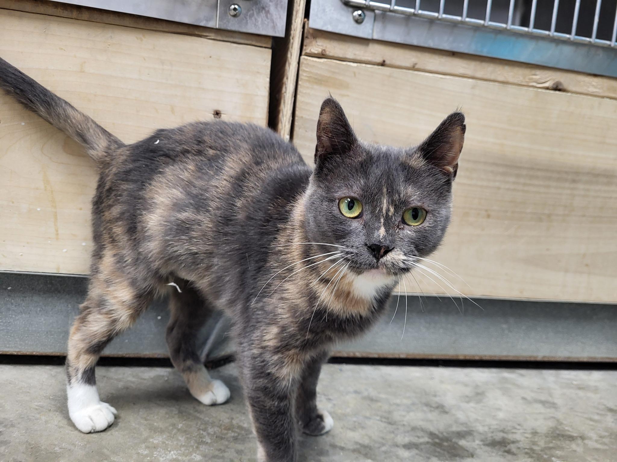 Enlarge Yaba, a Adoptable Domestic Short Hair in Chilton, WI image 3/6