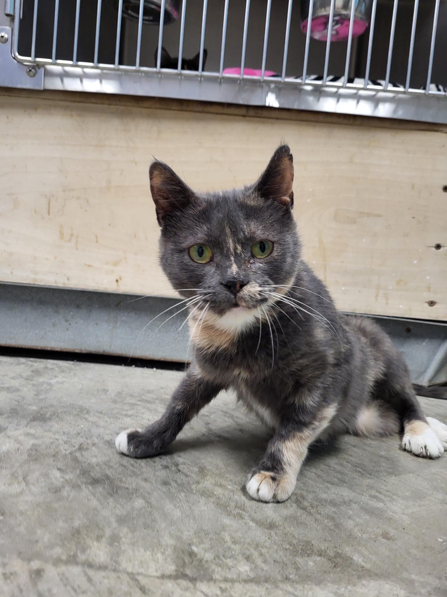 Enlarge Yaba, a Adoptable Domestic Short Hair in Chilton, WI image 4/6