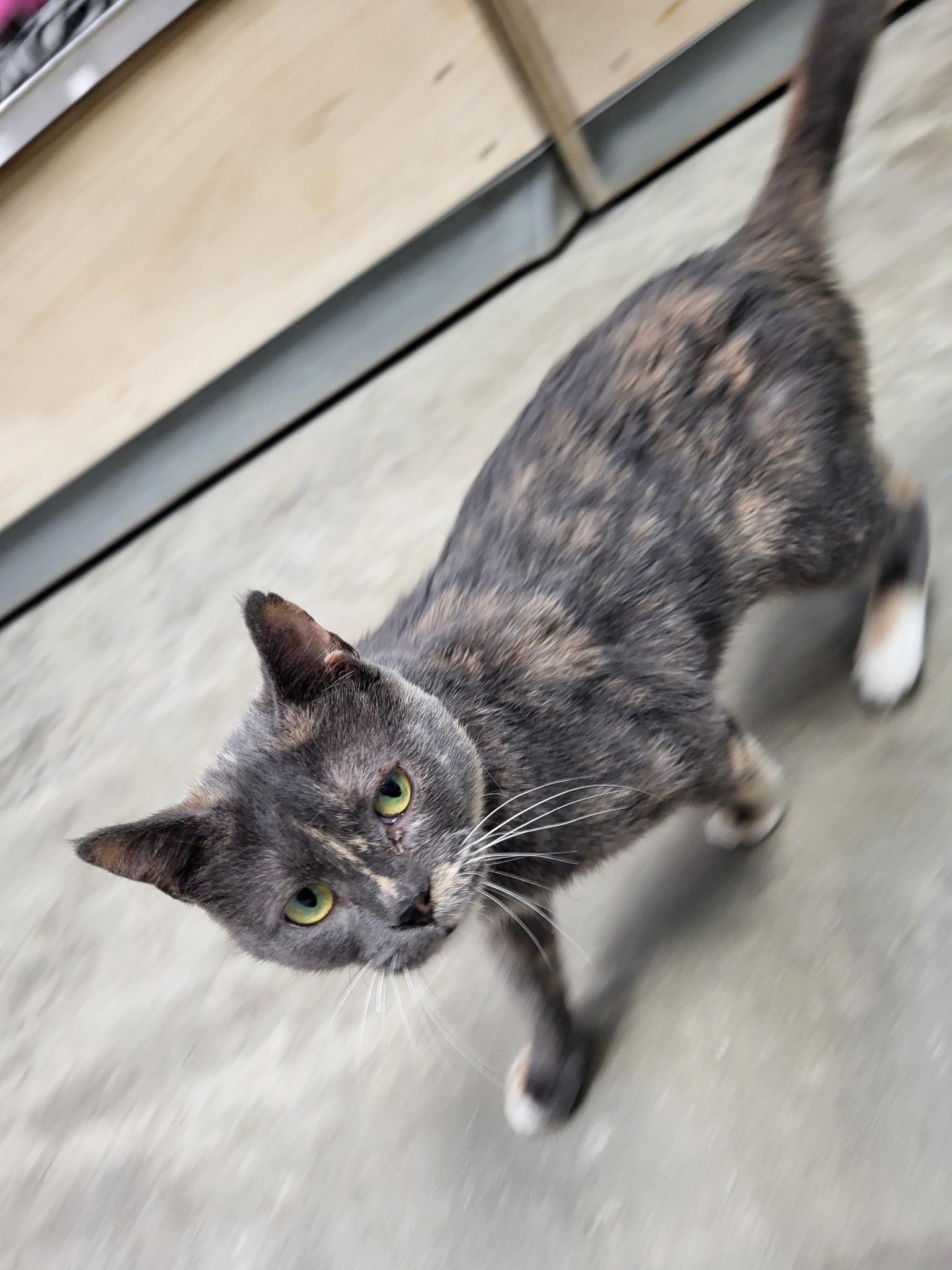 Enlarge Yaba, a Adoptable Domestic Short Hair in Chilton, WI image 5/6