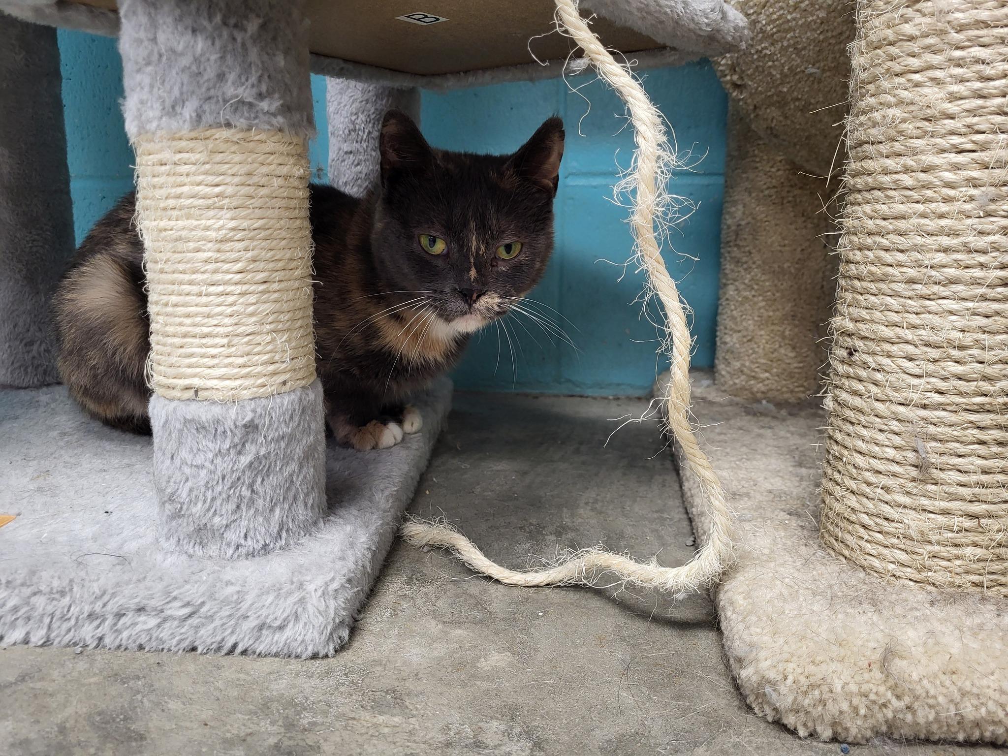 Enlarge Yaba, a Adoptable Domestic Short Hair in Chilton, WI image 6/6