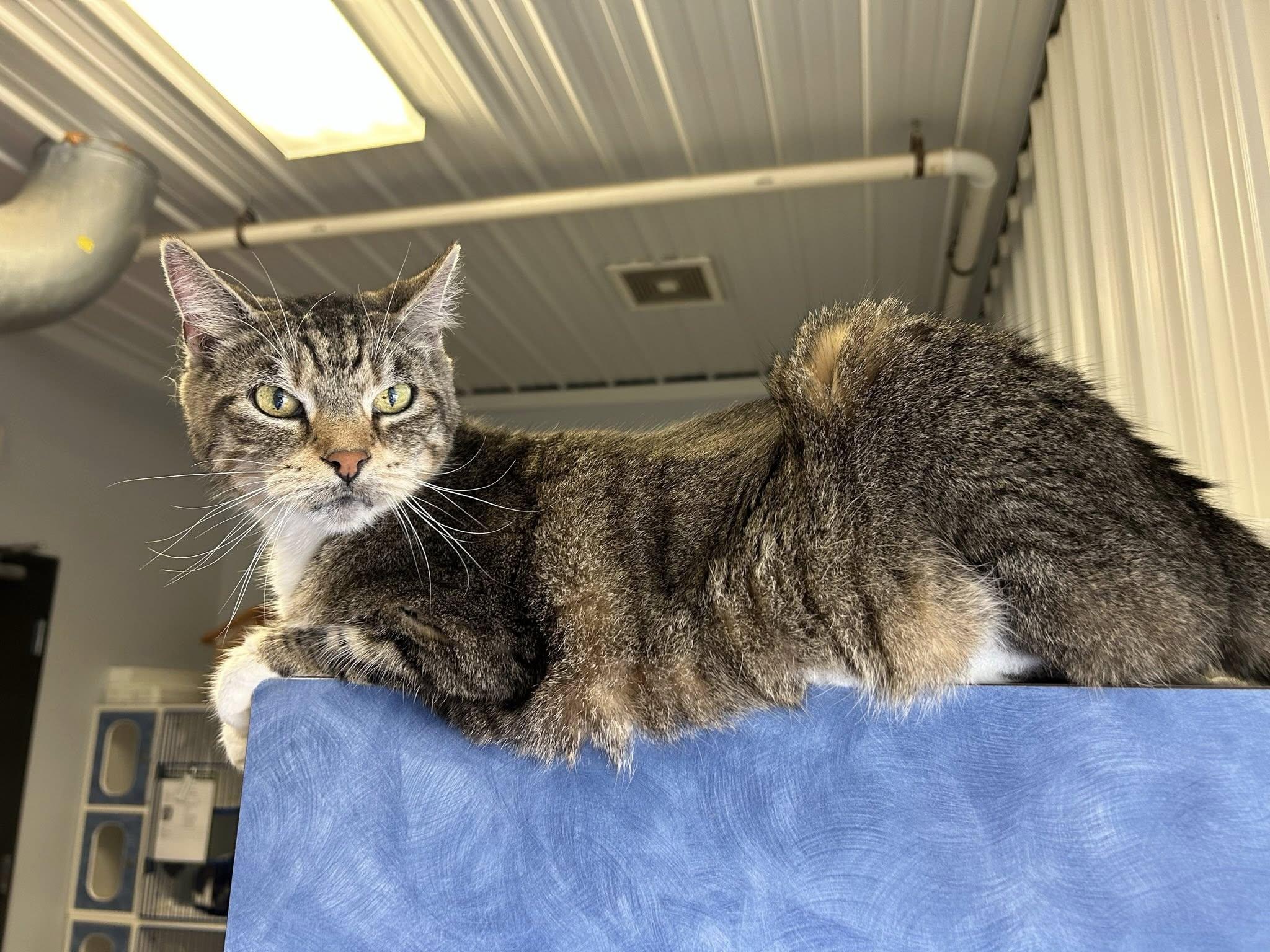 Enlarge Tiger, a ADOPTABLE Domestic Short Hair in Clinton, IL image 2/2