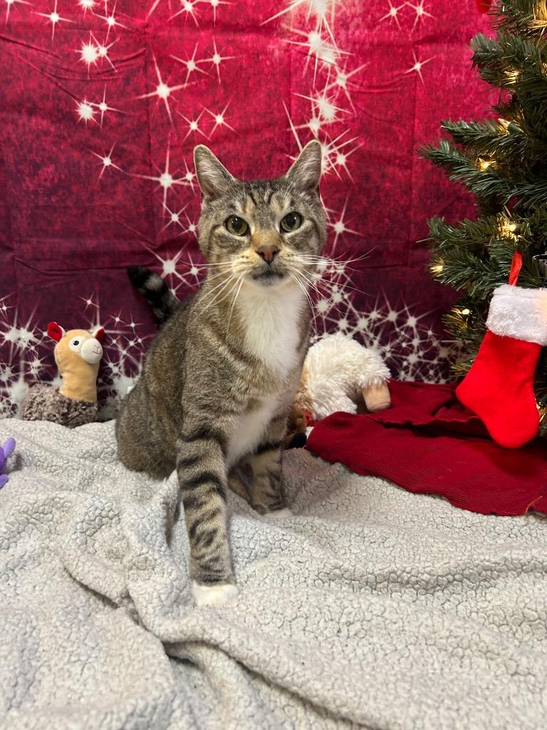 Tiger, ADOPTABLE, Senior Male Domestic Short Hair.