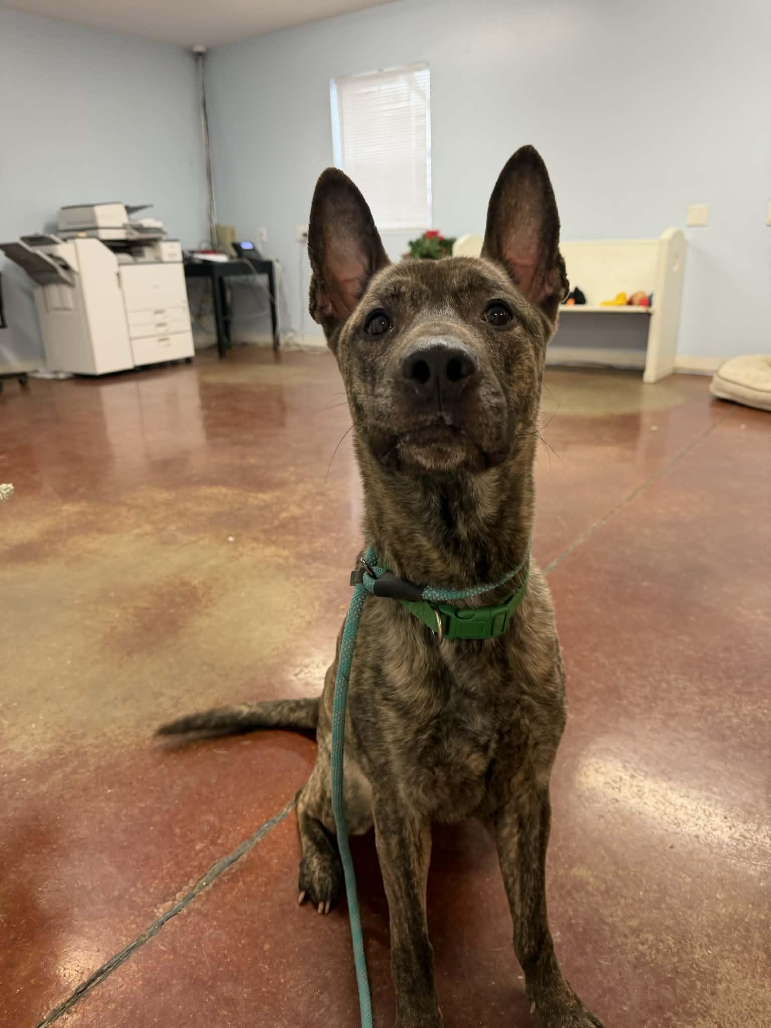 Enlarge Bram, a ADOPTABLE mixed breed in Shelbyville, KY image 5/5