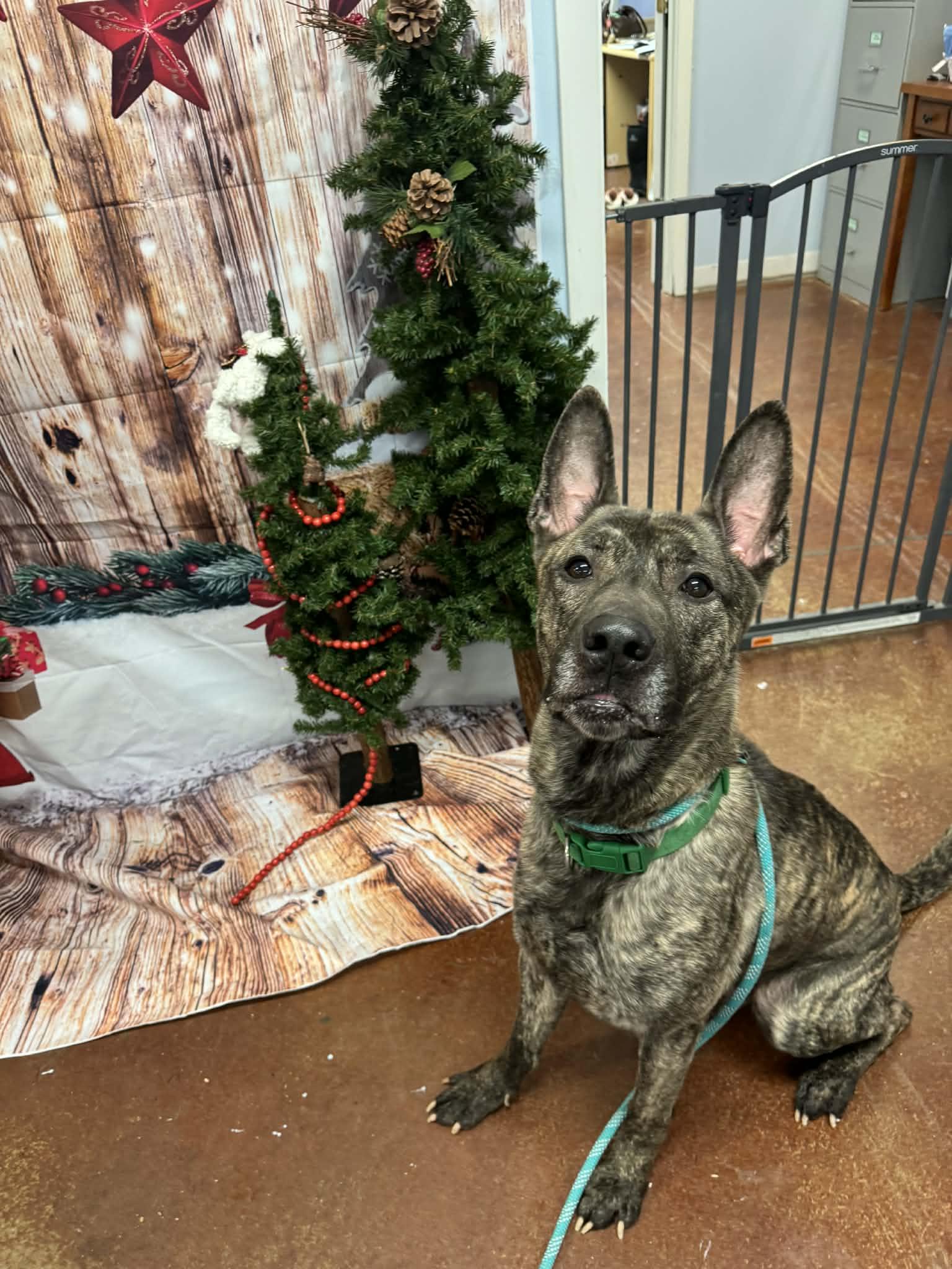 Enlarge Bram, a ADOPTABLE mixed breed in Shelbyville, KY image 3/5