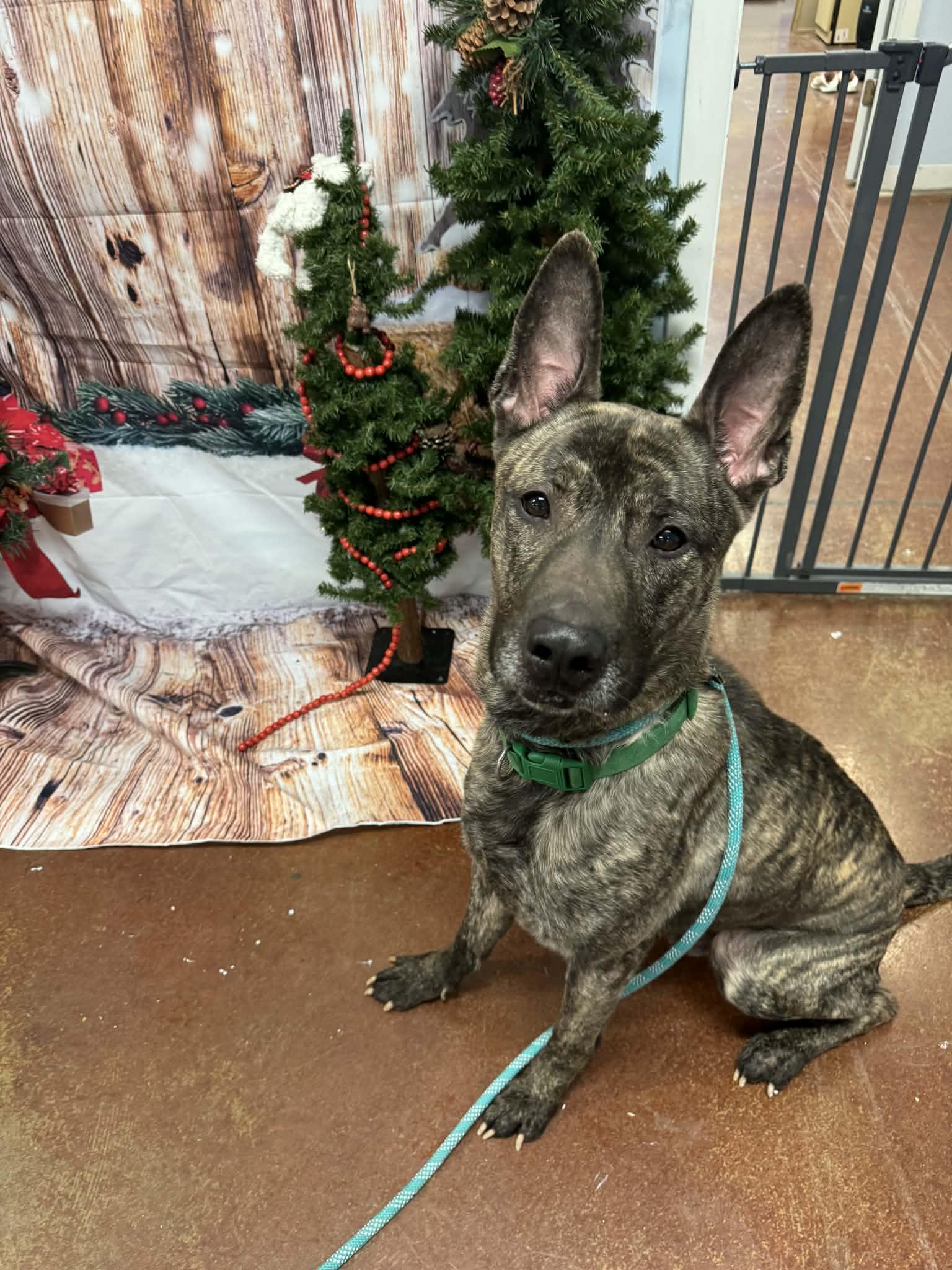 Bram, ADOPTABLE, Adult Male Dutch Shepherd.