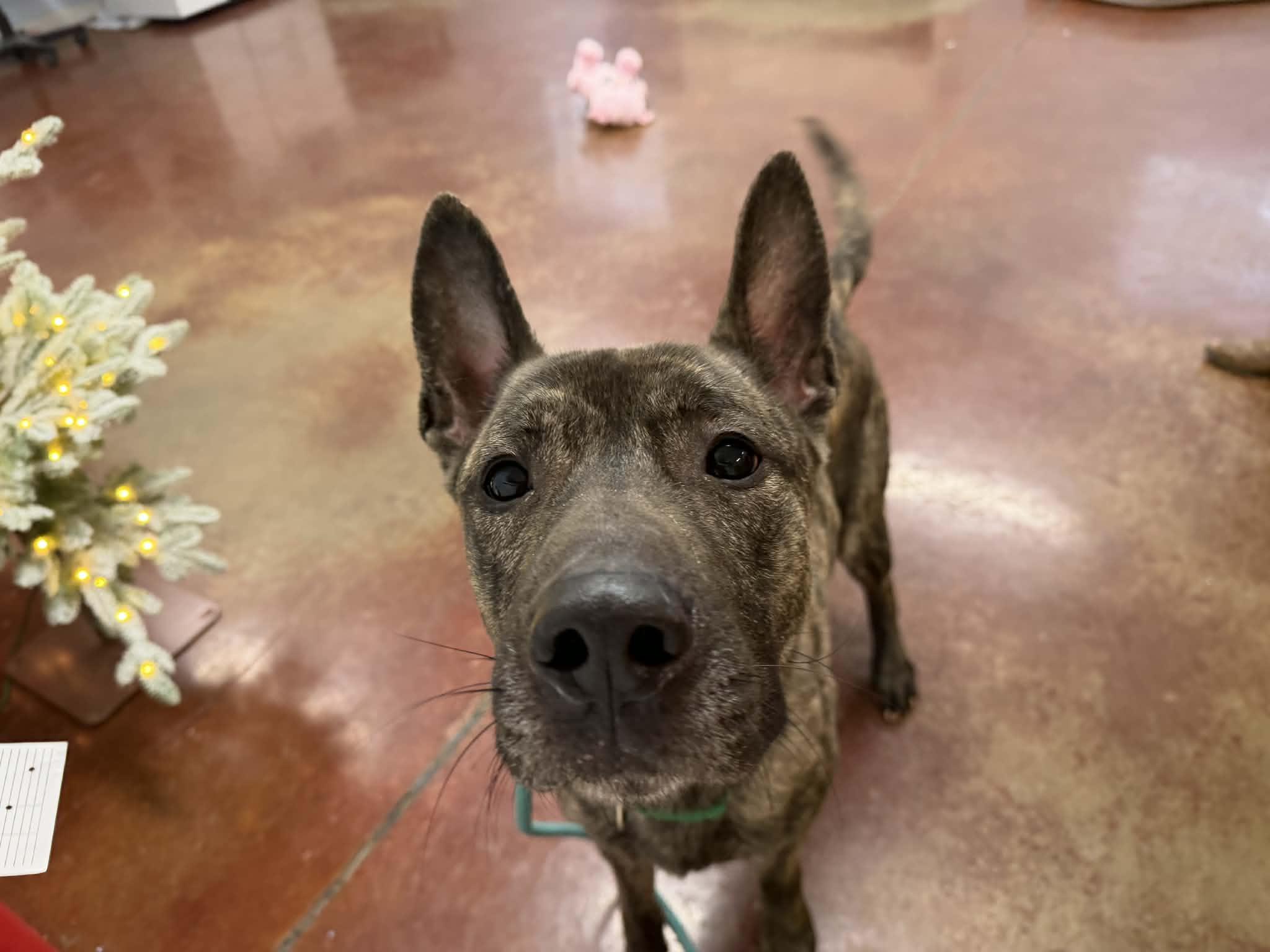 Enlarge Bram, a ADOPTABLE mixed breed in Shelbyville, KY image 4/5