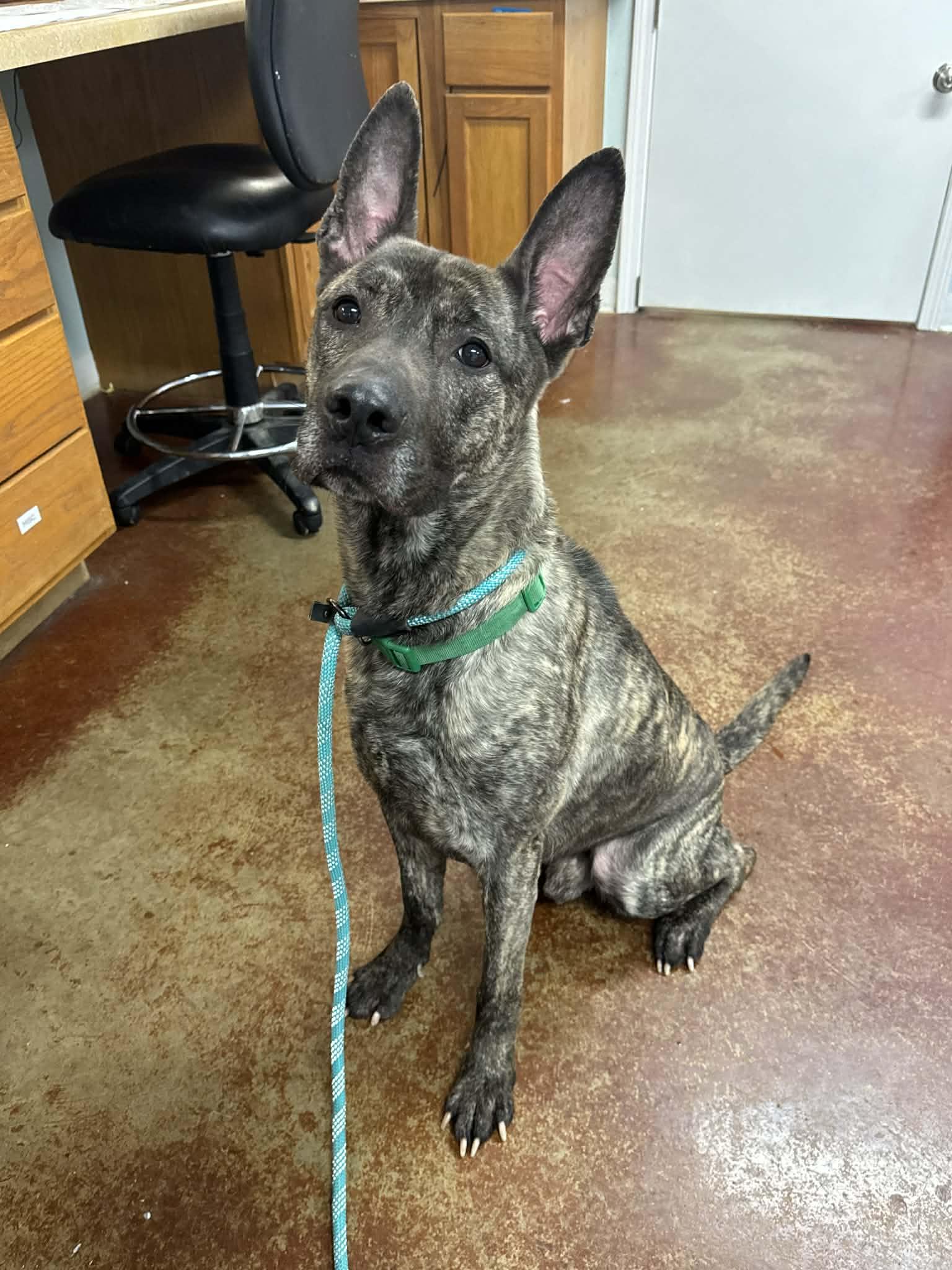 Enlarge Bram, a ADOPTABLE mixed breed in Shelbyville, KY image 2/5