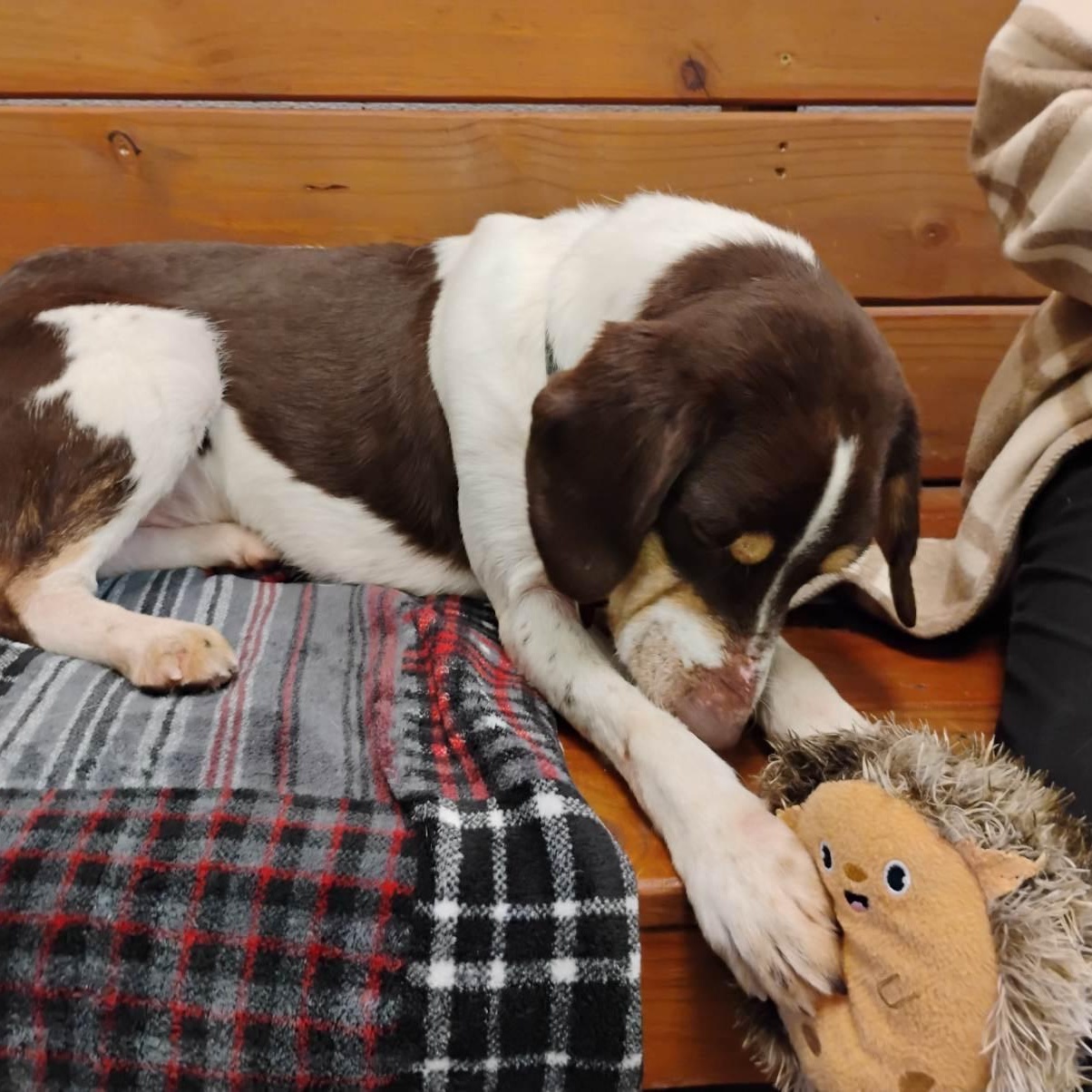 Woody, Adopted, Young Male Beagle & Dachshund.