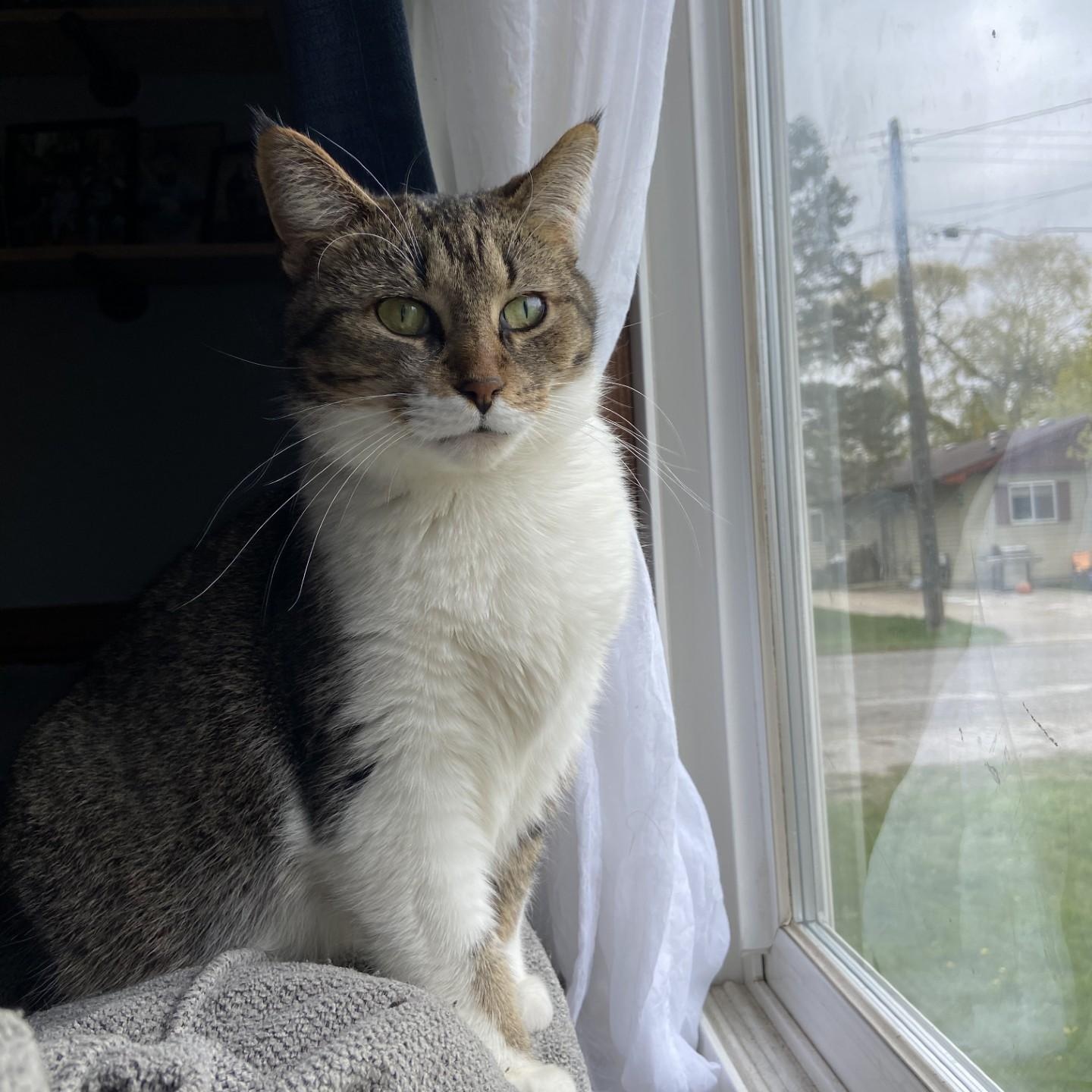 Enlarge Harley Courtesy Listing, a ADOPTABLE Domestic Short Hair in Midland, MI image 1/3