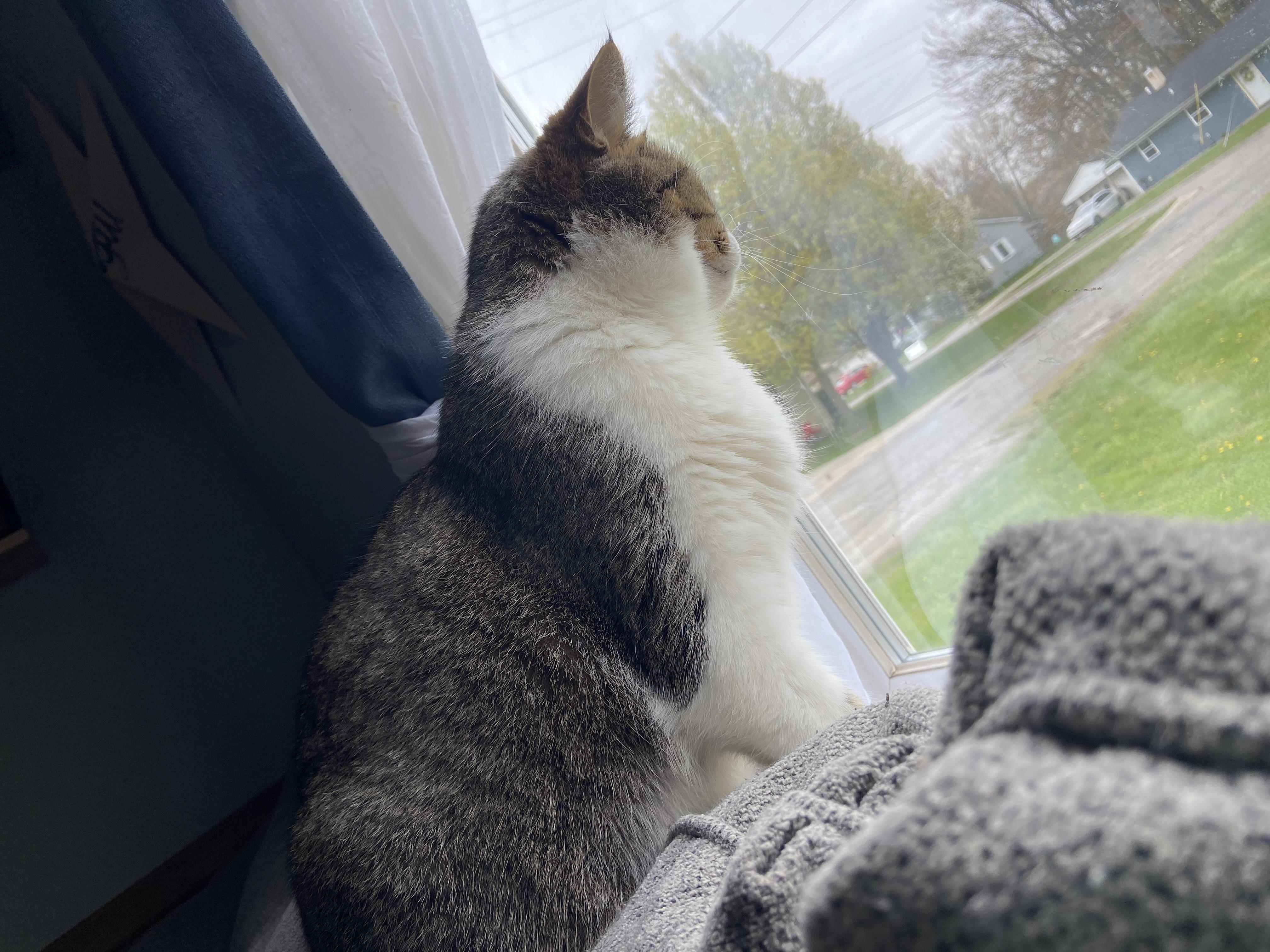 Enlarge Harley Courtesy Listing, a ADOPTABLE Domestic Short Hair in Midland, MI image 3/3