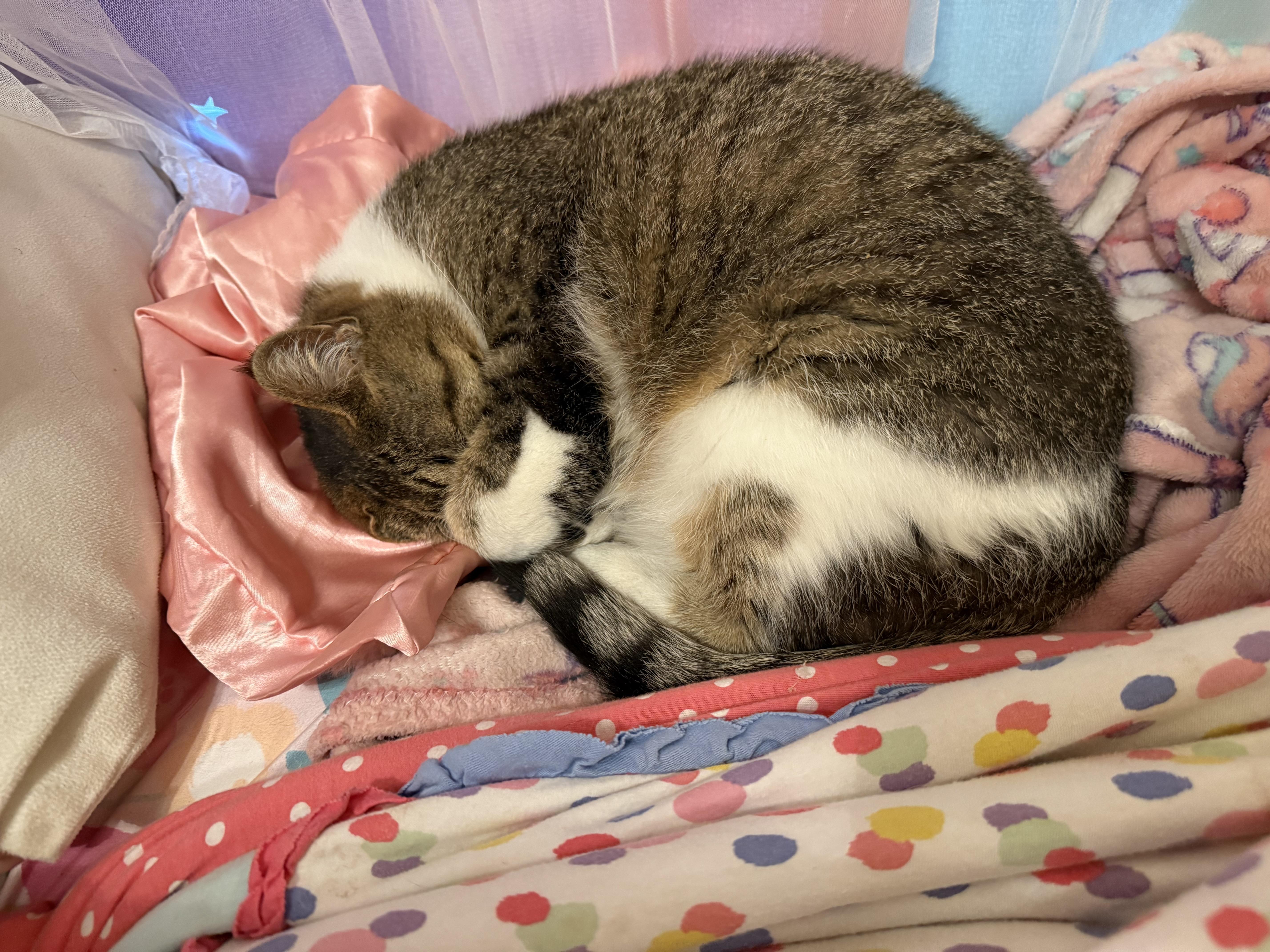 Enlarge Harley Courtesy Listing, a ADOPTABLE Domestic Short Hair in Midland, MI image 2/3