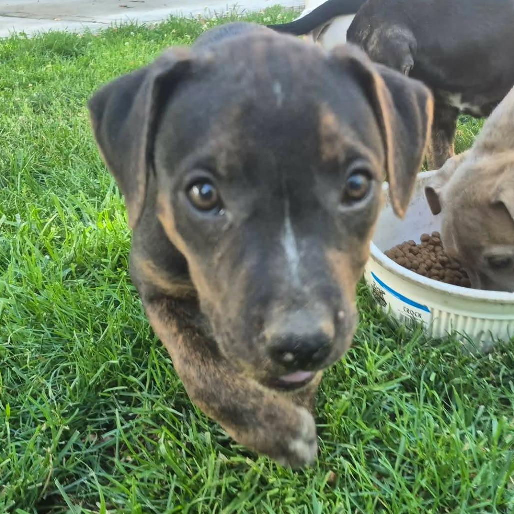 Chewy Booie, a Adoptable American Staffordshire Terrier in West Richland, WA image 1/5