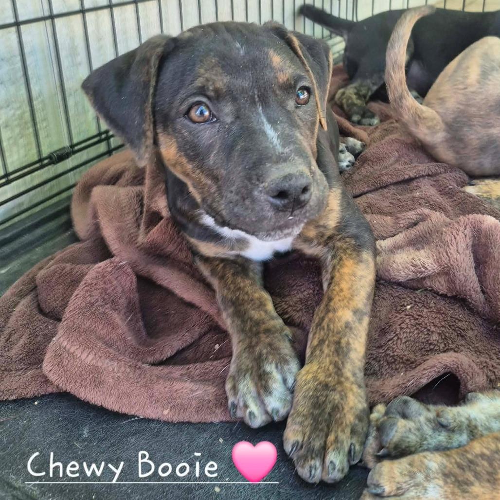 Chewy Booie, a Adoptable American Staffordshire Terrier in West Richland, WA image 2/5