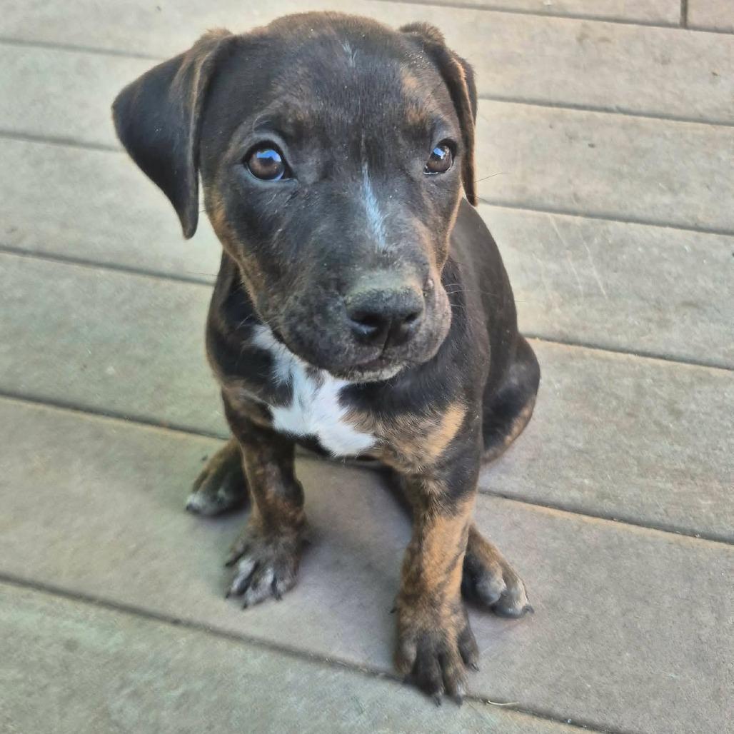 Chewy Booie, a Adoptable American Staffordshire Terrier in West Richland, WA image 3/5