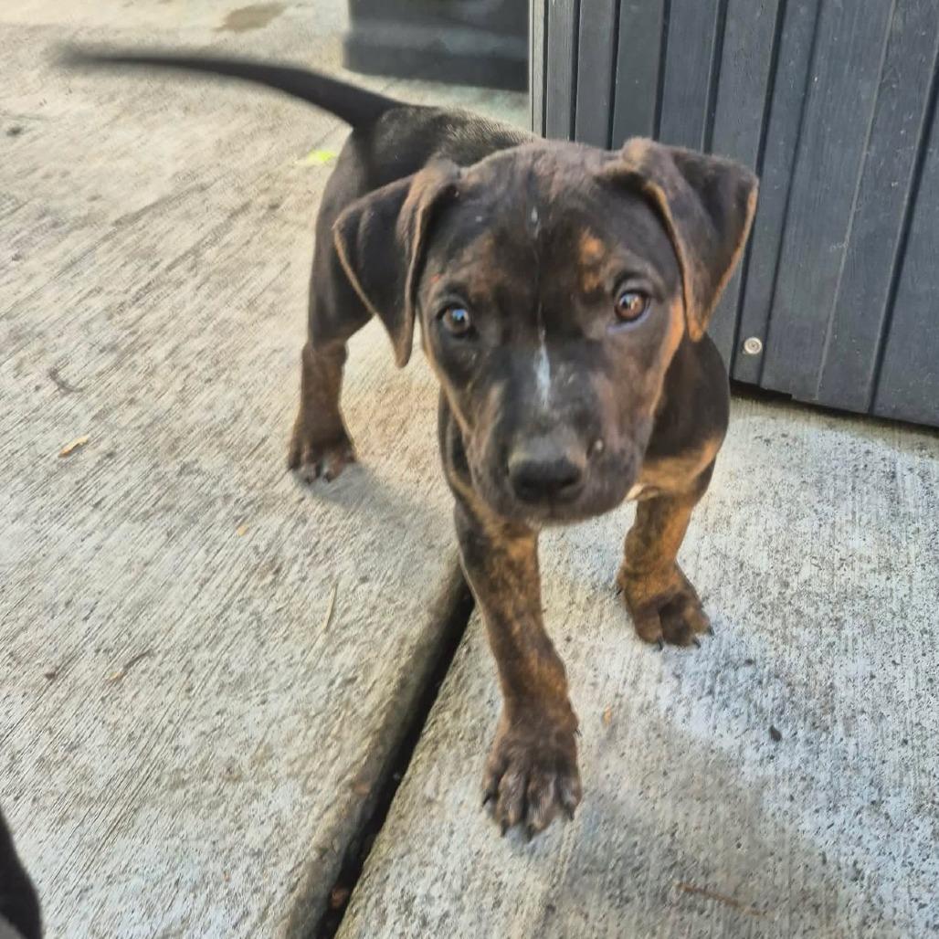 Chewy Booie, a Adoptable American Staffordshire Terrier in West Richland, WA image 4/5