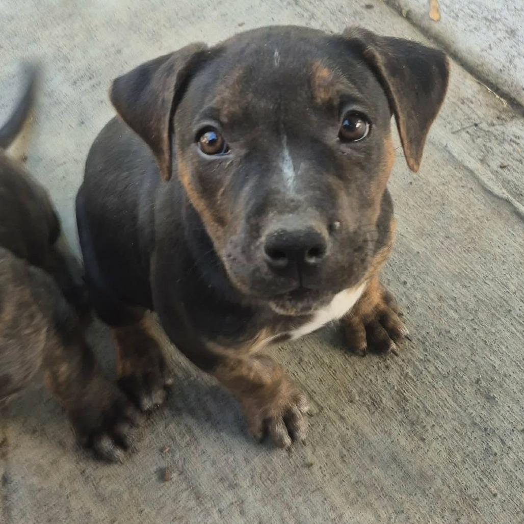 Chewy Booie, a Adoptable American Staffordshire Terrier in West Richland, WA image 5/5