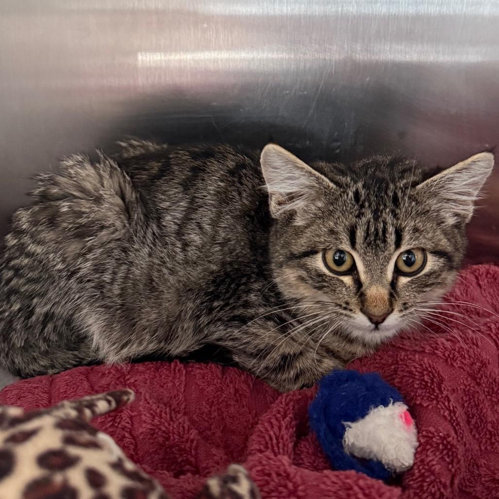 Pippa, Adoptable, Kitten Female Domestic Short Hair.