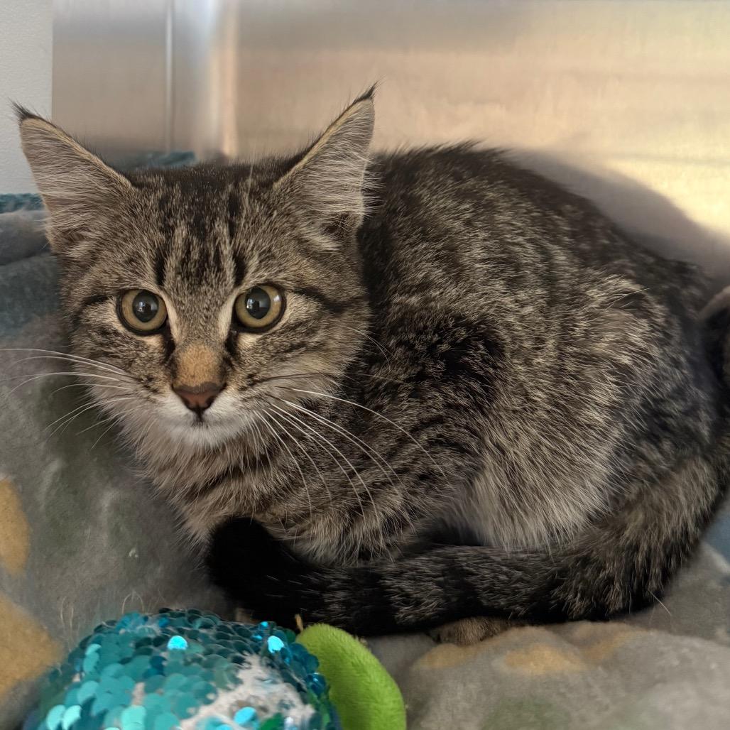 Pippa, a Adoptable Domestic Short Hair in Cedaredge, CO image 2/3