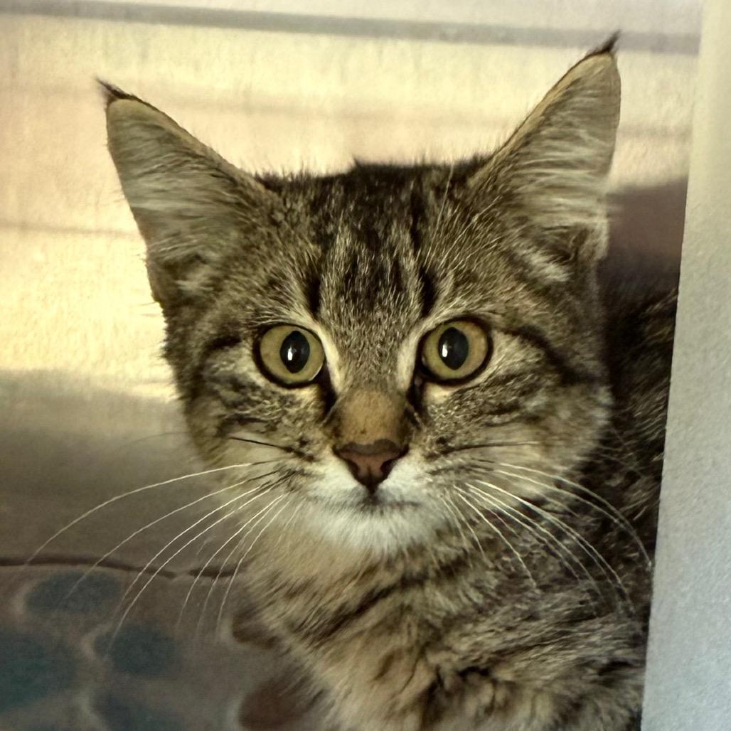 Pippa, a Adoptable Domestic Short Hair in Cedaredge, CO image 3/3