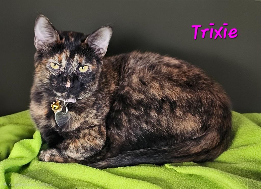 Enlarge TRIXIE, a Adopted mixed breed in Marianna, FL image 1/1