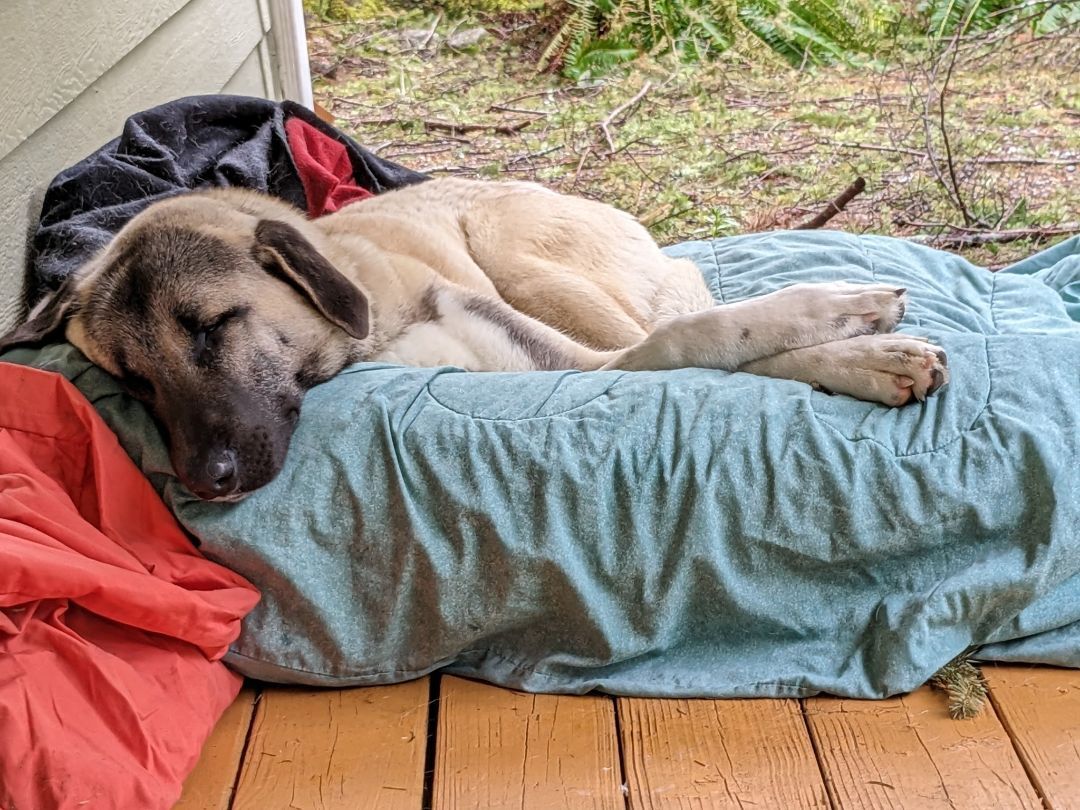 Toygar, a Adopted mixed breed in Kirkland, WA image 1/7