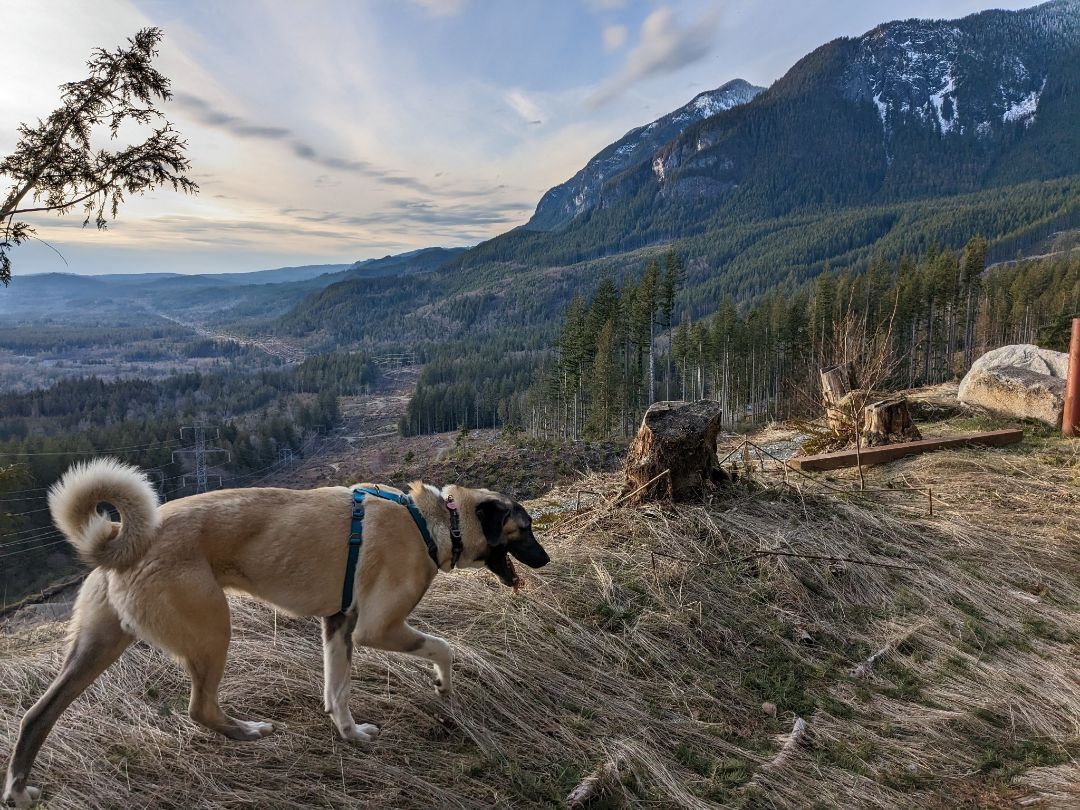 Toygar, a Adopted mixed breed in Kirkland, WA image 2/7