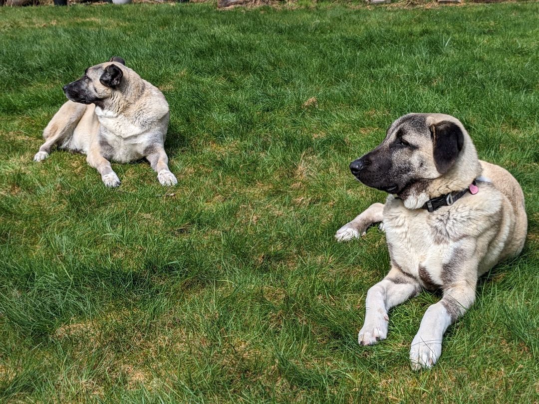 Toygar, a Adopted mixed breed in Kirkland, WA image 4/7