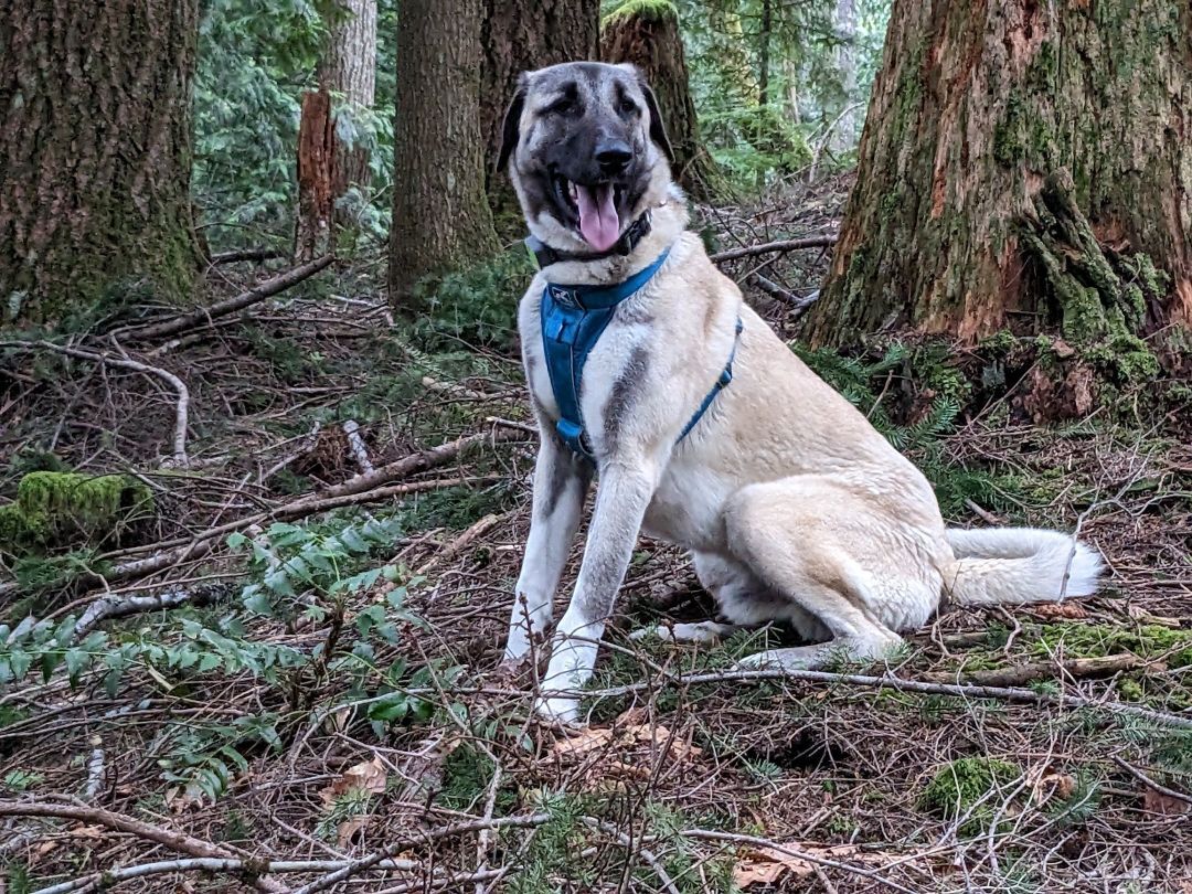 Toygar, a Adopted mixed breed in Kirkland, WA image 5/7