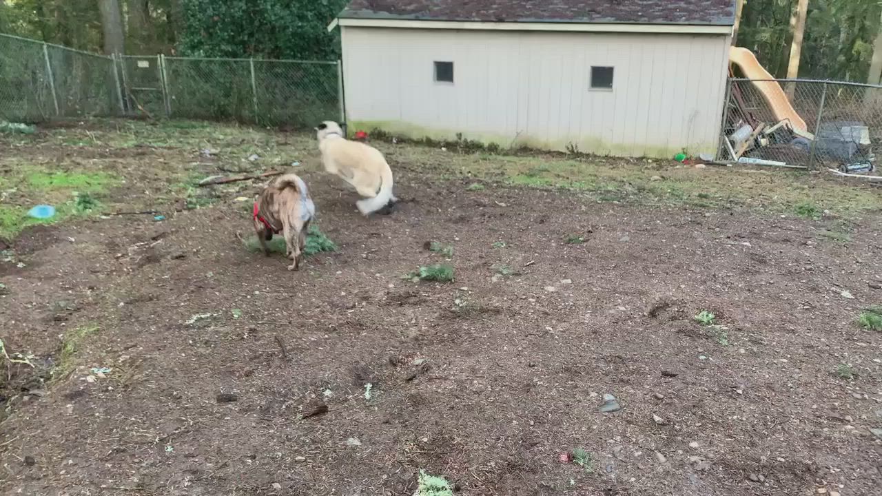 Enlarge Toygar, a Adopted mixed breed in Kirkland, WA video 6/7